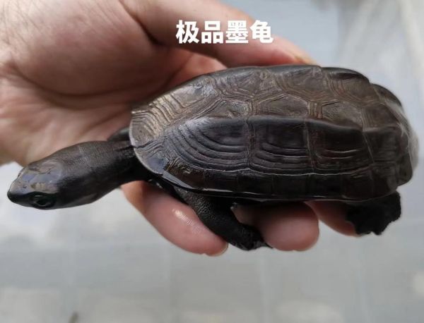 墨龟的正确养法,墨龟冬眠用水还是用沙子