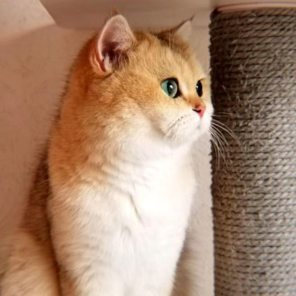 大脸猫图片,大脸猫是什么品种的猫