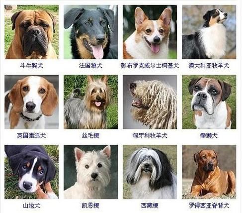 宠物狗大全图片种类,宠物狗大全种类