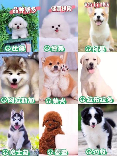 宠物狗网上买可靠吗,宠物狗网络用语