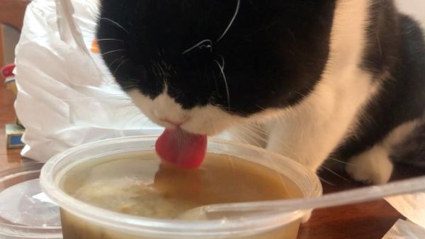 宠物猫可以吃绿豆吗,猫可以吃绿豆汤吗