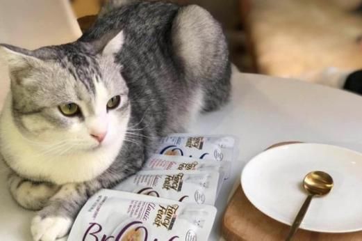 宠物猫可以吃绿豆吗,猫可以吃绿豆汤吗