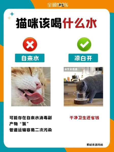 宠物猫可以喝自来水吗,猫可以喝自来水吗,还是必须喝开水