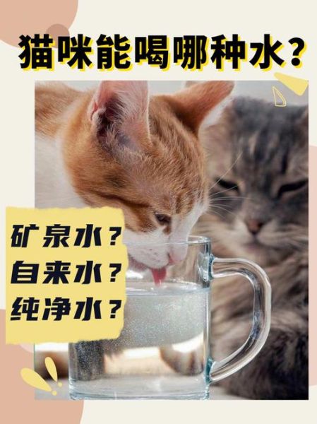 宠物猫可以喝自来水吗,猫可以喝自来水吗,还是必须喝开水