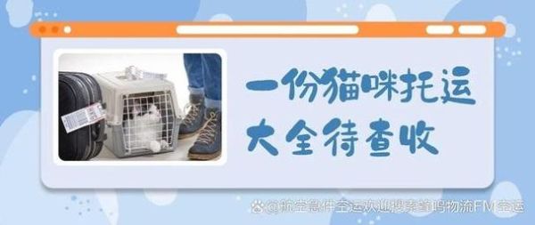 宠物猫能上飞机吗,猫能上飞机吗多少钱