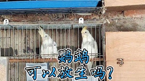 家养鹦鹉放生能活吗,鹦鹉放生能活吗为什么