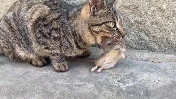 家有老鼠,猫走丢了能自己回家吗