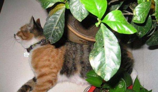 对猫有毒的植物图片,对猫有毒的植物 绿萝