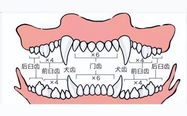 小体泰迪几个月换牙,泰迪几个月换牙齿