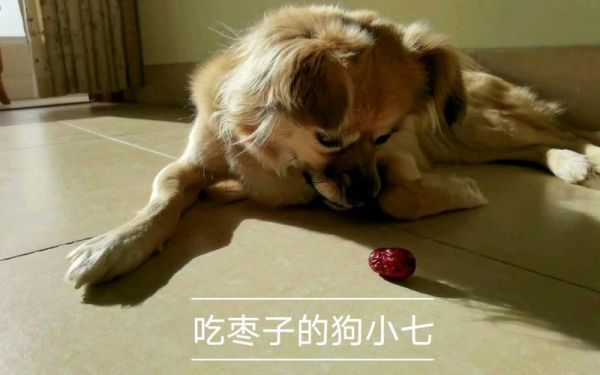 小狗可以吃枣,小狗可不可以吃枣子