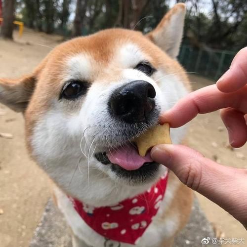 小狗可以吃饼干吗会死吗,狗狗可以吃饼干吗