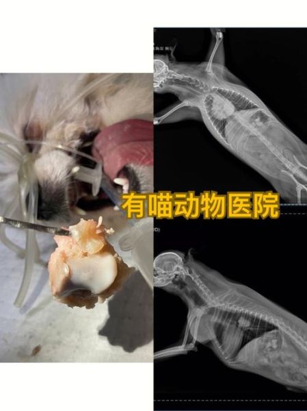 小狗吃骨头能消化吗,小狗吃骨头拉不出来屎怎么办