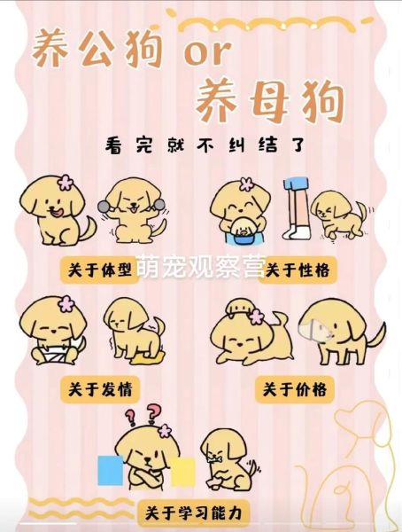 小狗怎么分公母狗,小狗怎么分公母的话