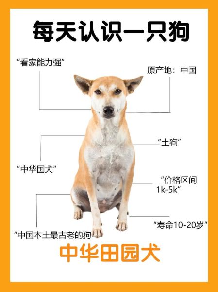 小狗怎么分公母狗,小狗怎么分公母的话