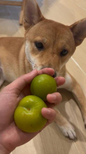 小狗狗能不能吃李子,狗狗可以吃李子吗为什么