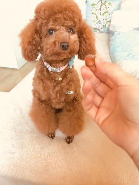 小狗能吃核桃吗泰迪,小狗能吃核桃吗有毒吗