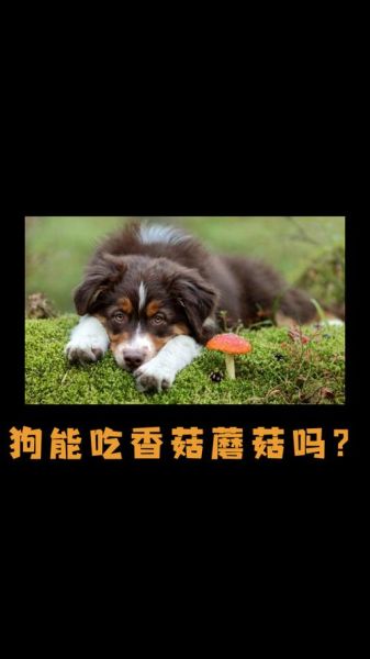 小狗能吃蘑菇吗会死吗,狗狗可以吃蘑菇吗