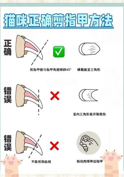 小猫剪指甲的正确方法,两个月的幼猫可以剪指甲吗