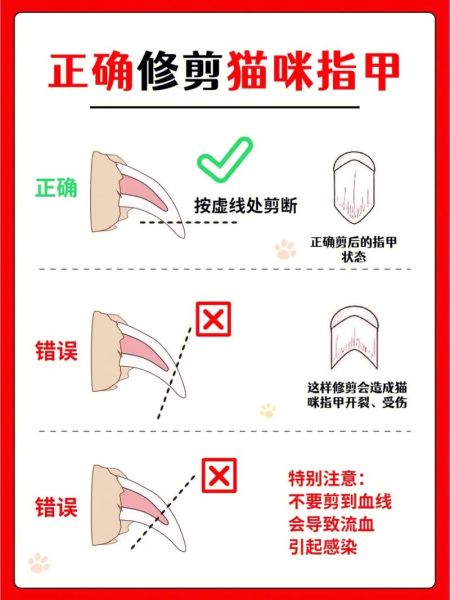 小猫剪指甲的正确方法,两个月的幼猫可以剪指甲吗