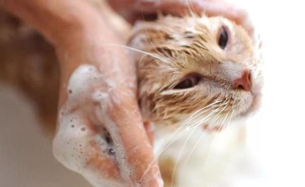 小猫咪洗澡,猫可以洗澡吗