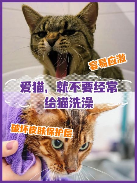 小猫咪洗澡,猫可以洗澡吗