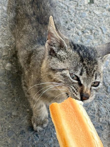 小猫能吃馒头吗为什么,路边的小野猫该喂什么