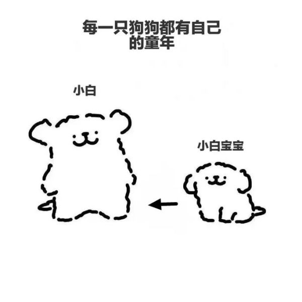 小鸡毛和小白是什么狗,小白是狗是什么生肖
