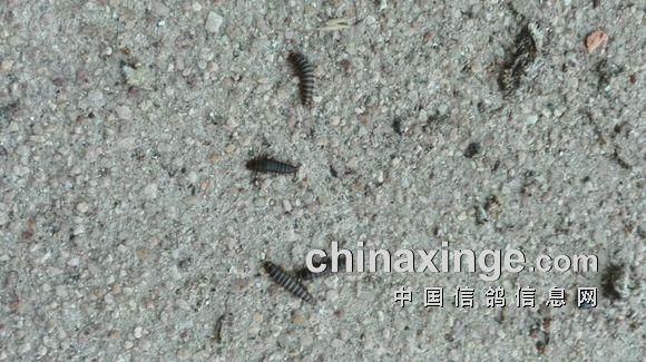 小鸽子吃虫子吗,鸽子吃虫子吗会死吗
