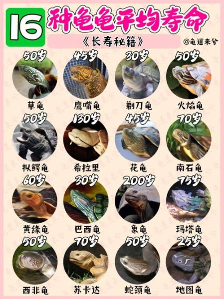 巴西龟可以干养吗多久,巴西龟可以干养吗只给水喝
