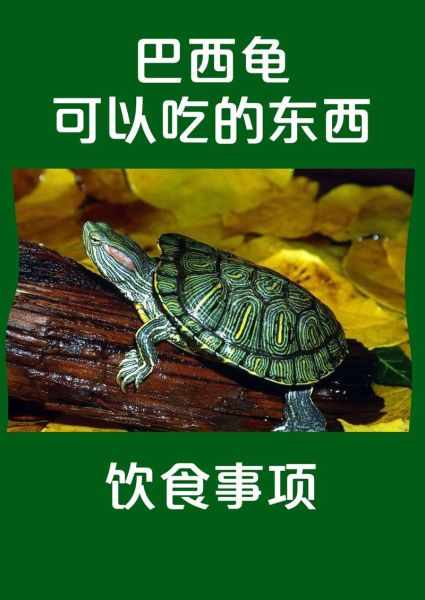 巴西龟能吃吗有毒吗,巴西龟能吃吗有滋补效果吗