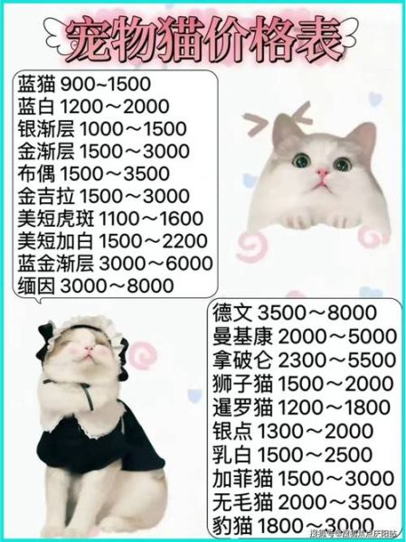 布偶重点色猫价格多少钱一只,布偶重点色和手套色哪个贵