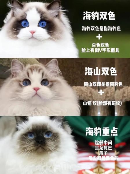 布偶重点色猫价格多少钱一只,布偶重点色和手套色哪个贵