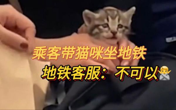 带小猫可以坐地铁吗,猫可以坐地铁吗放背包