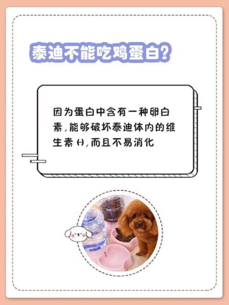 幼猫可以吃蛋黄吗熟的,泰迪幼犬可以吃蛋黄吗