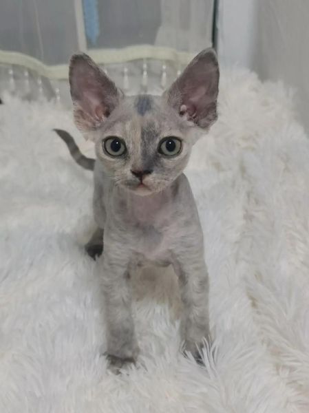 德文猫寿命一般多少年,德文卷毛猫掉毛严重吗