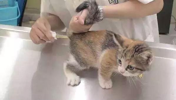 怎么给猫量体温猫体温多少是正常,怎么给猫量体温图解