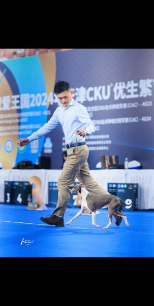 意大利小灵缇犬的优缺点,灵缇犬的优缺点和不足
