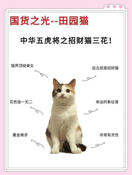 招财猫原型是三花猫公猫还是母,招财猫原型是个什么猫