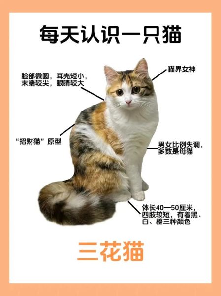 招财猫原型是三花猫公猫还是母,招财猫原型是个什么猫