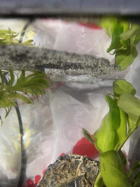 斗鱼卵多久孵化出小鱼需要分开养,斗鱼卵多久孵化出小鱼多久可以换水