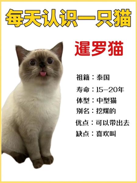 暹罗猫性格特点,暹罗猫性格温顺吗