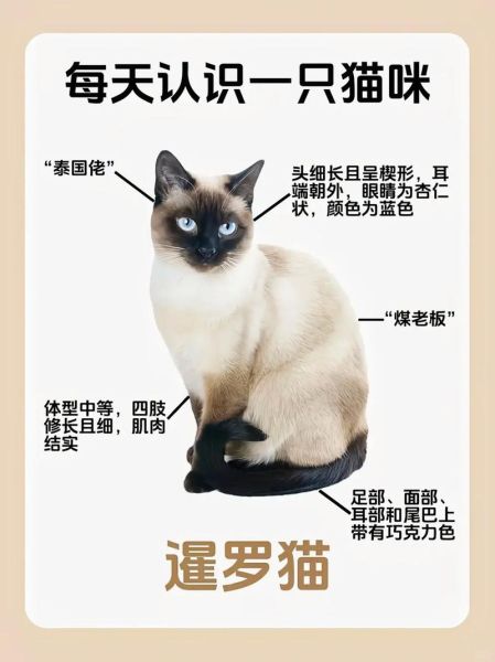暹罗猫性格特点,暹罗猫性格温顺吗