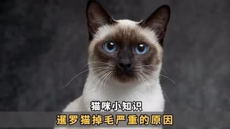 暹罗猫掉毛严重吗怎么办,暹罗猫掉毛严重吗