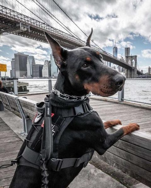 杜宾犬打架到底多可怕,杜宾犬打架排第几