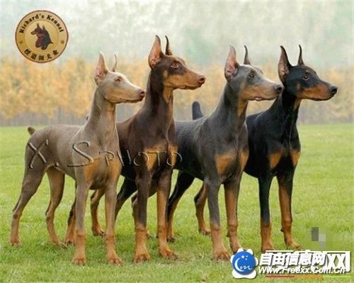 杜宾犬打架到底多可怕,杜宾犬打架排第几