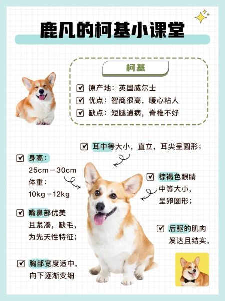 柯基好养吗听话吗,柯基好养吗性格如何