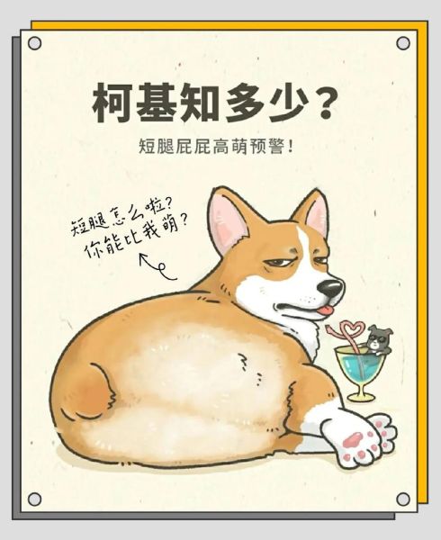 柯基属于牧羊犬吗,柯基是牧羊的吗