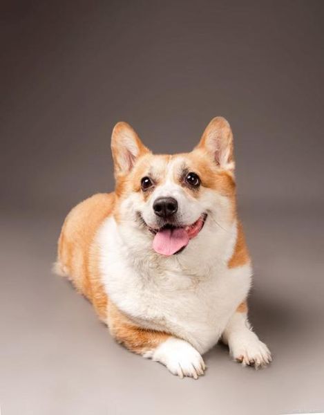 柯基属于牧羊犬吗,柯基是牧羊的吗