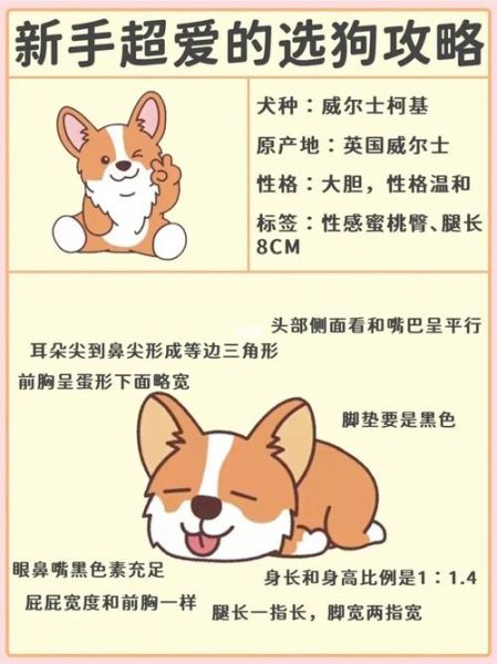 柯基性格和优缺点,柯基性格不稳定