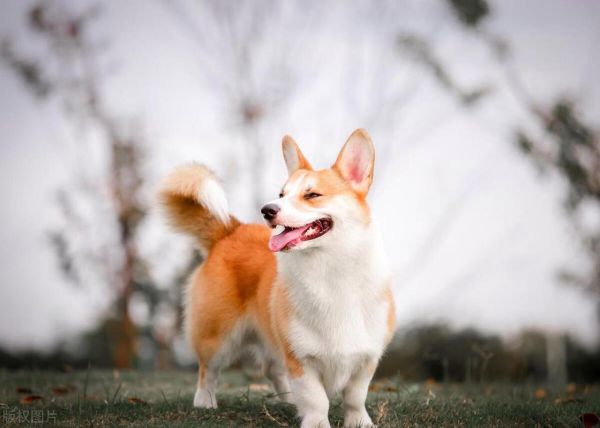 柯基犬有尾巴好看还是没尾巴好看,柯基有没有尾巴吗